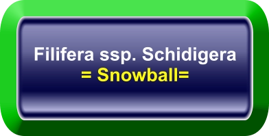 Filifera ssp. Schidigera = Snowball=