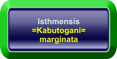 Isthmensis =Kabutogani= marginata