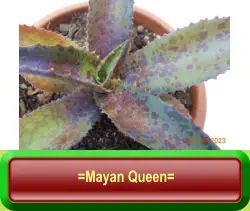 =Mayan Queen=