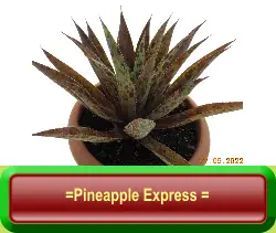 =Pineapple Express =