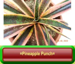 =Pineapple Punch=