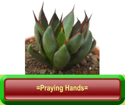 =Praying Hands=