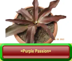 =Purple Passion=