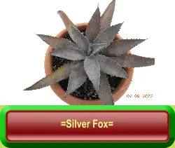 =Silver Fox=