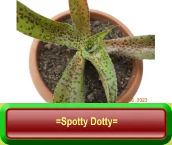 =Spotty Dotty=
