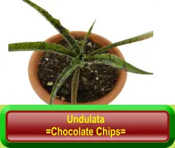 Undulata =Chocolate Chips=