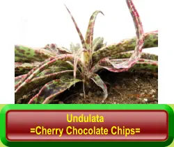 Undulata =Cherry Chocolate Chips=