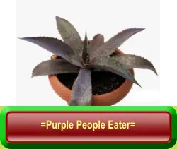 =Purple People Eater=