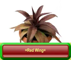 =Red Wing=