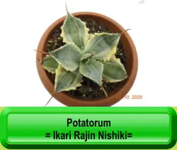 Potatorum  = Ikari Rajin Nishiki=