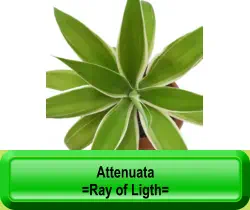 Attenuata  =Ray of Ligth=
