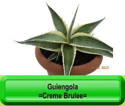 Guiengola =Creme Brulee=