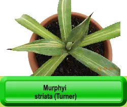 Murphyi  striata (Turner)