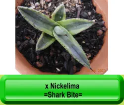 x Nickelima  =Shark Bite=