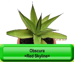 Obscura   =Red Skyline=