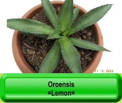 Oroensis =Lemon=