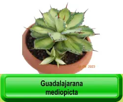 Guadalajarana mediopicta