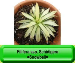 Filifera ssp. Schidigera =Snowball=