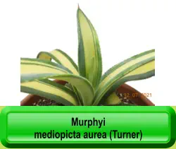 Murphyi  mediopicta aurea (Turner)