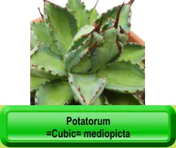Potatorum   =Cubic= mediopicta