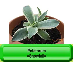 Potatorum   =Snowfall=