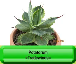 Potatorum  =Tradewinds=