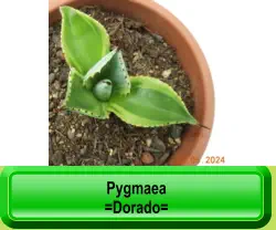 Pygmaea =Dorado=