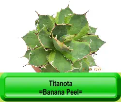 Titanota  =Banana Peel=