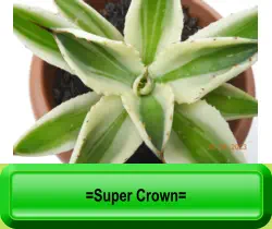 =Super Crown=