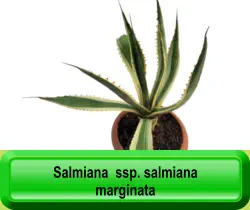 Salmiana  ssp. salmiana marginata