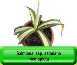 Salmiana  ssp. salmiana mediopicta