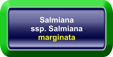 Salmiana ssp. Salmiana marginata