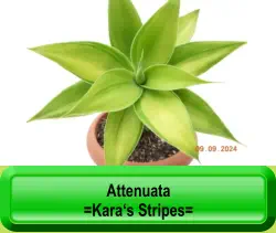 Attenuata  =Kara‘s Stripes=