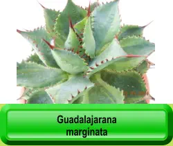 Guadalajarana marginata