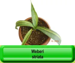 Weberi   striata